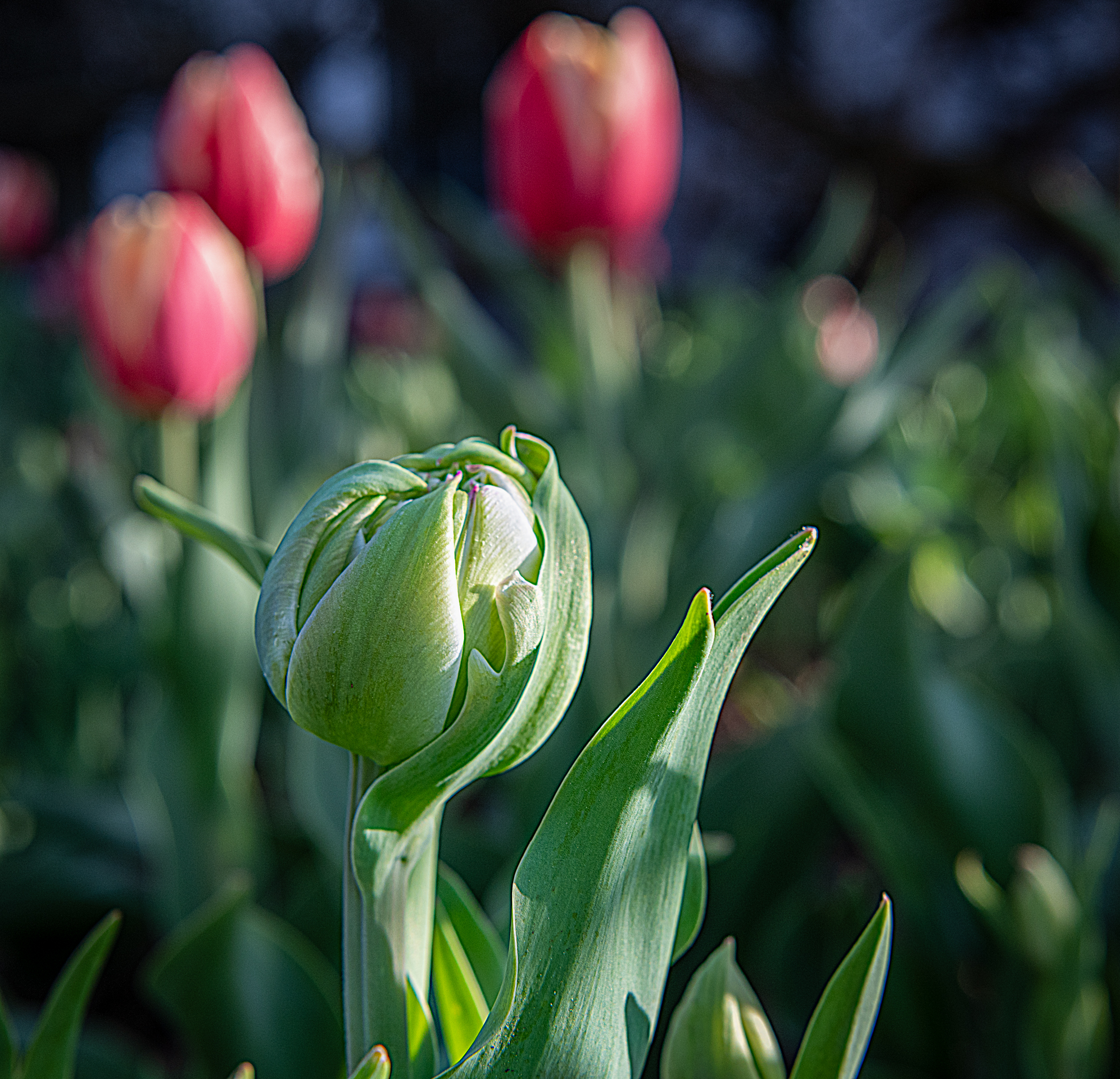 3rd PrizeAssigned Pictorial In Class 3 By Thomas Miller For Before The Bloom APR-2026.jpg